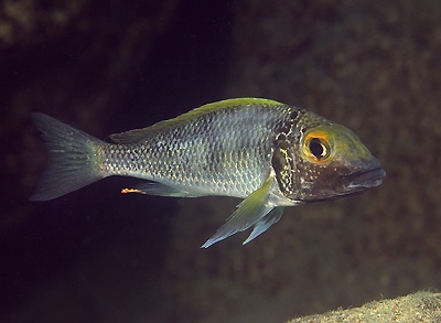 Callochromis macrops 'Namansi'